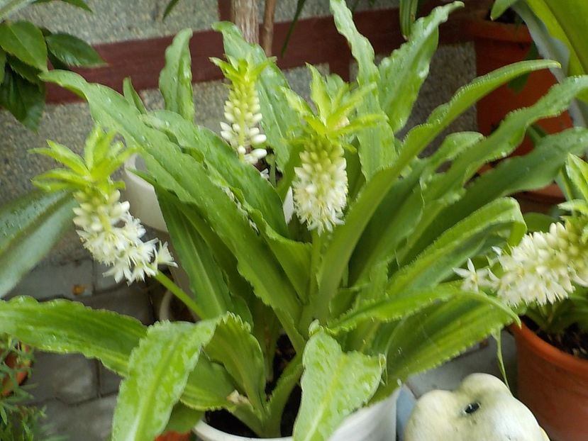  - eucomis