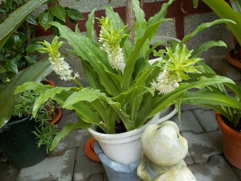  - eucomis