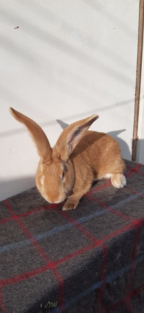  - 2020 urias german galben