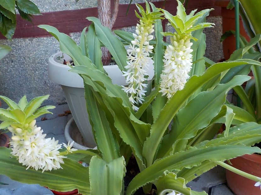  - eucomis