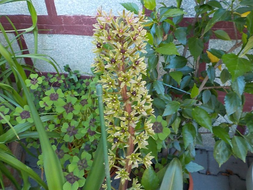 - eucomis