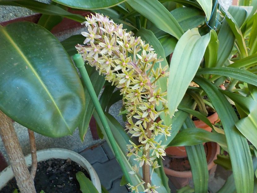  - eucomis