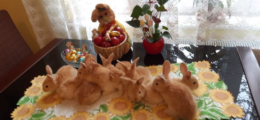 IMG-20200418-WA0000 - 2020 urias german galben