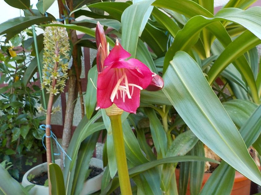  - crinum powelii bosanquet