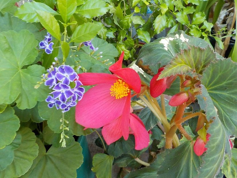  - Florile mele