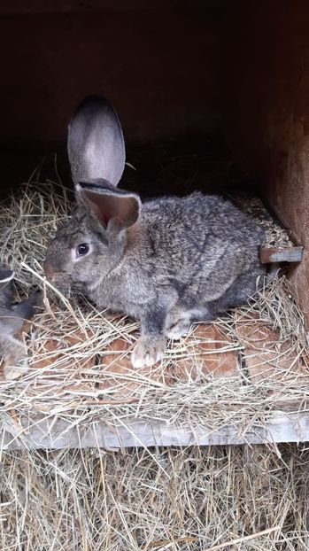 IMG-20200723-WA0011 - 2020 urias german gri