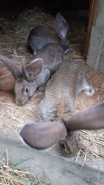 IMG-20200723-WA0013 - 2020 urias german gri