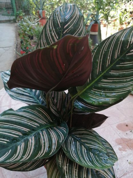  - Calathea Roseapicta Little Princess