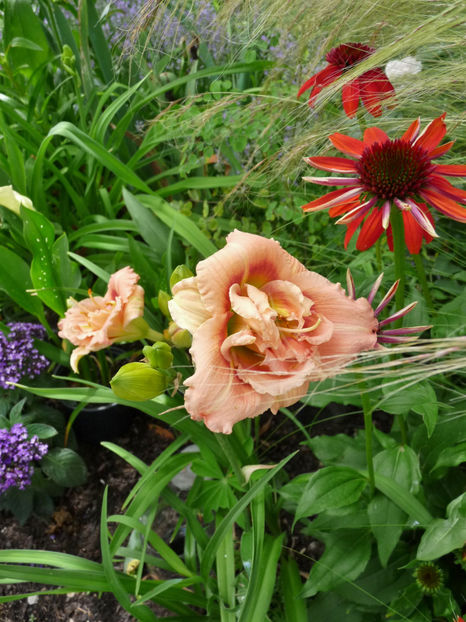  - Hemerocallis