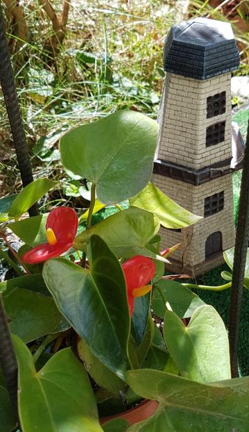 Anthurium - August 2020