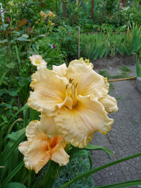  - Hemerocallis