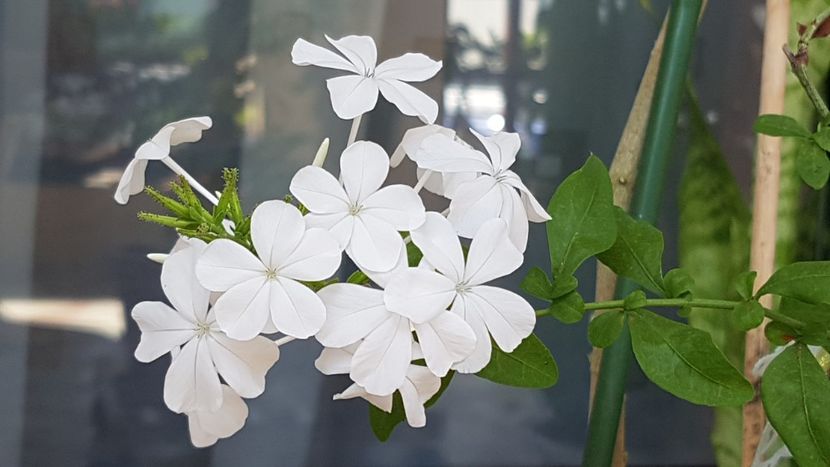 Plumbago alb - August 2020