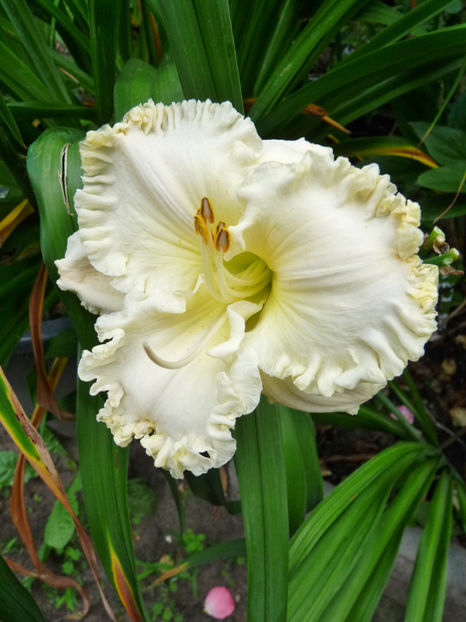  - Hemerocallis