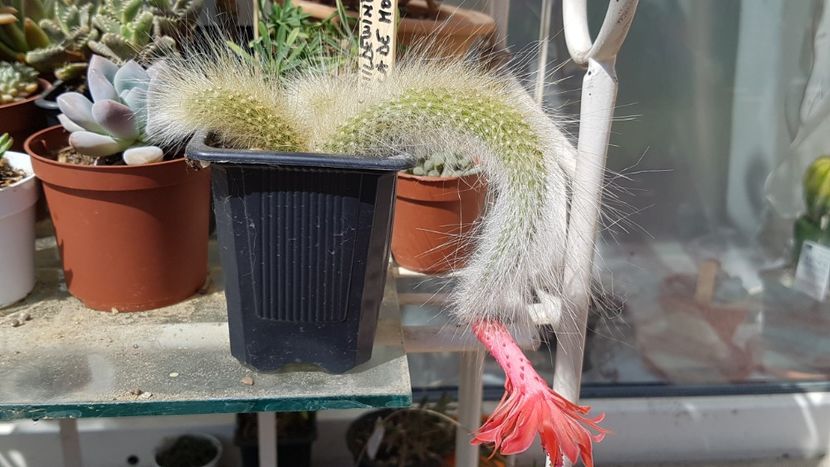  - Cactusi si suculente 2020-2021-2022-2023- 2024-2025