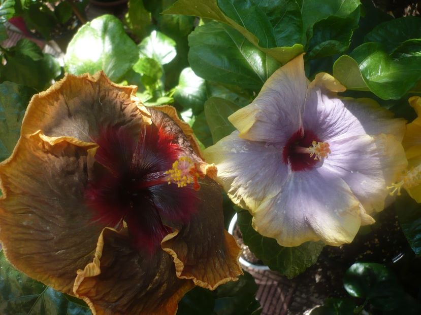 P1450928 - HIBISCUSI 2020-3