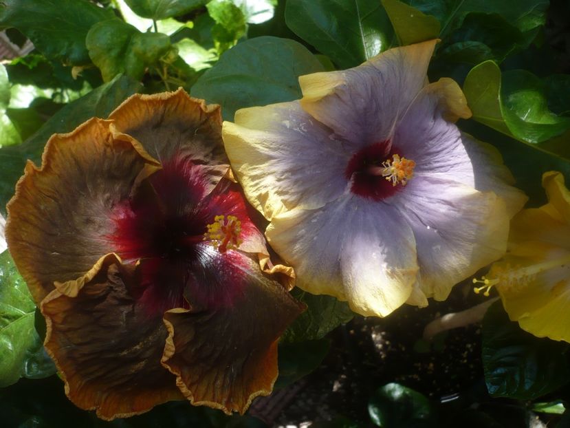 P1450929 - HIBISCUSI 2020-3