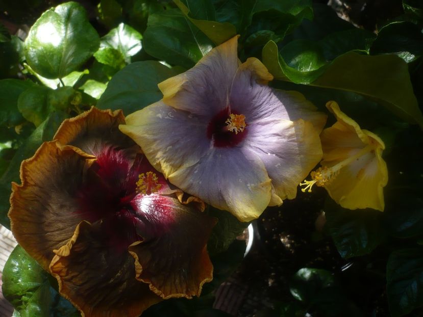 P1450930 - HIBISCUSI 2020-3