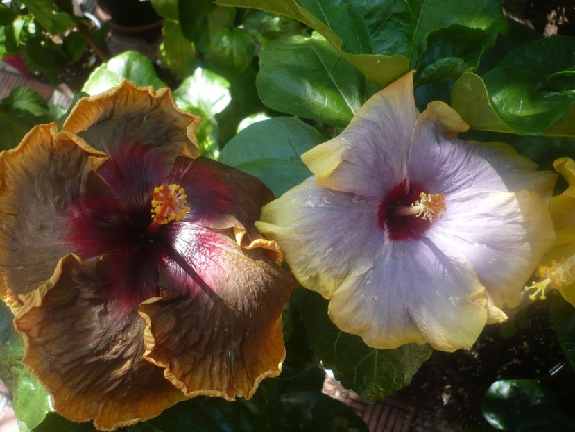 P1450931 - HIBISCUSI 2020-3