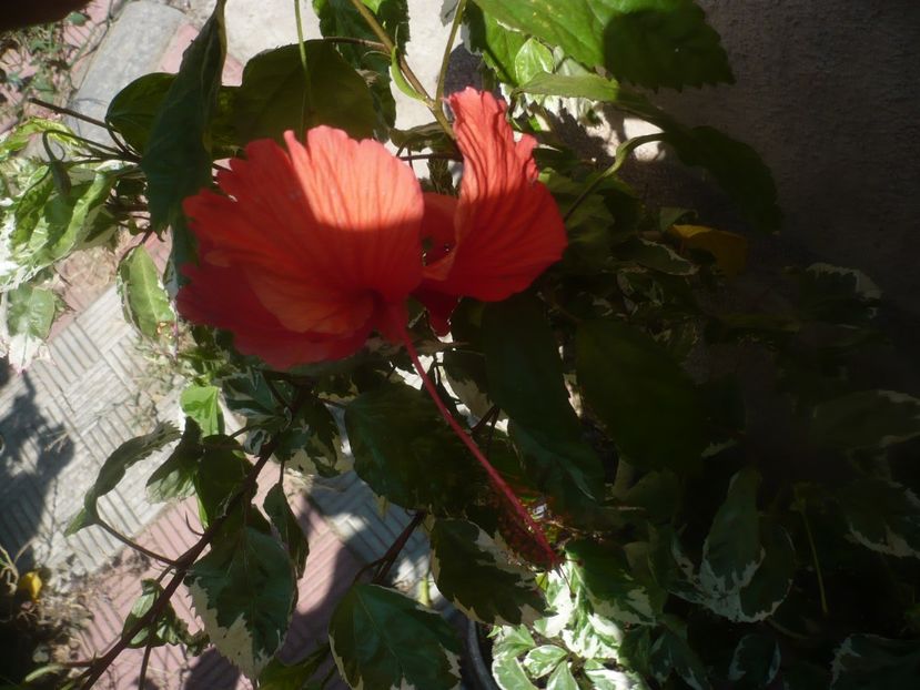 P1450932 - HIBISCUSI 2020-3