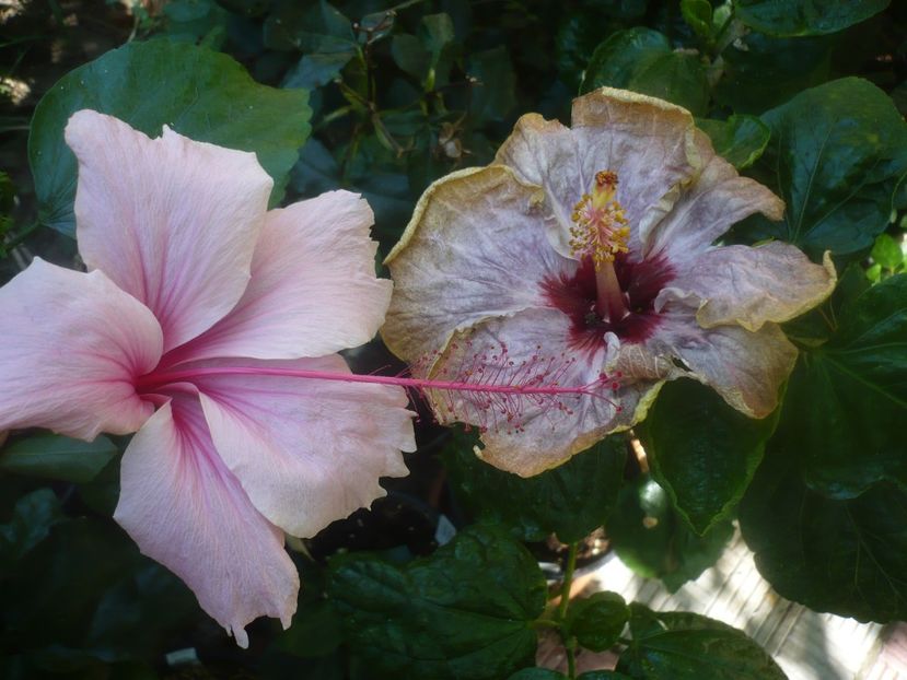 P1450933 - HIBISCUSI 2020-3