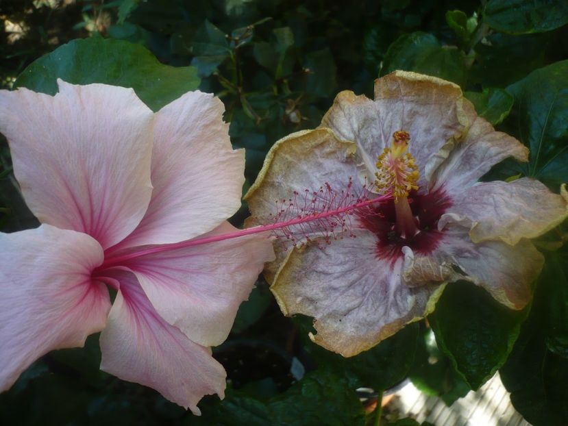 P1450934 - HIBISCUSI 2020-3