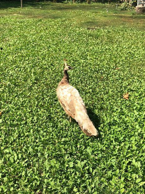 24A9832F-ABAF-4BB8-A738-CB32BDB0F635 - Pauni