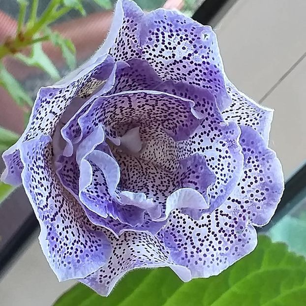  - Gloxinia 2020