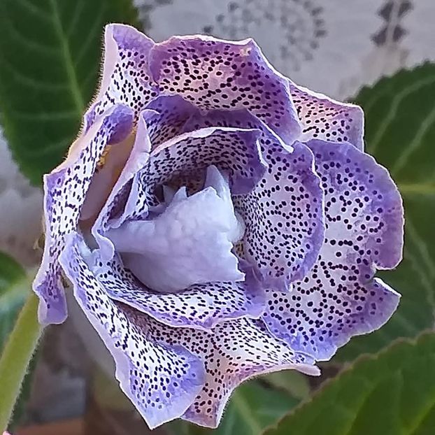  - Gloxinia 2020