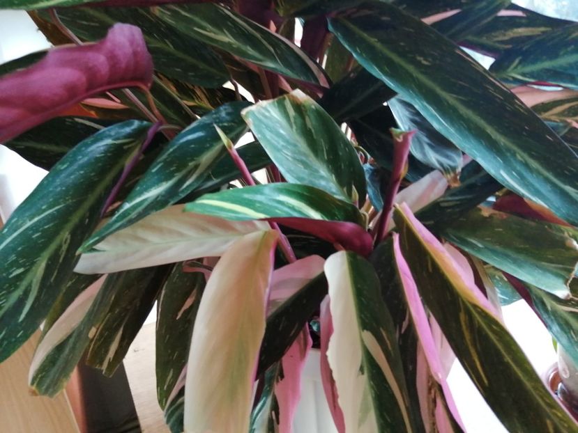  - Calathea Roseapicta Little Princess
