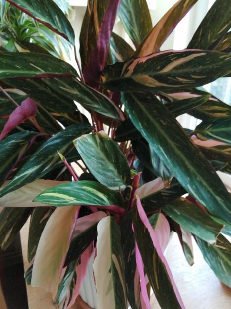  - Calathea Roseapicta Little Princess