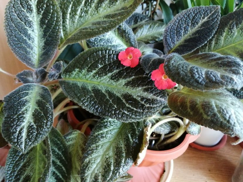  - Episcia