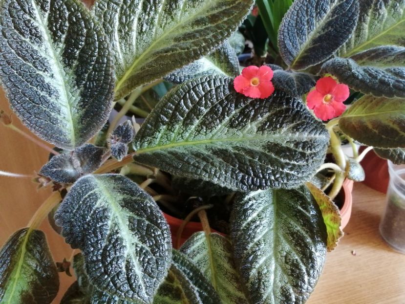  - Episcia