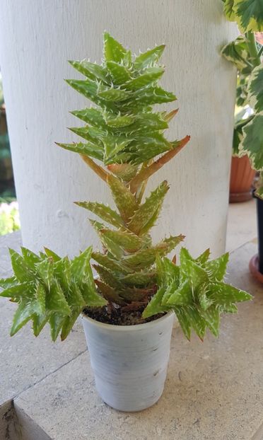 Aloe squarrosa - Aloe