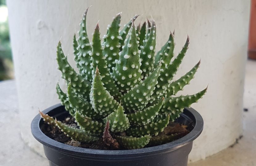 Aloe erinacea - Aloe