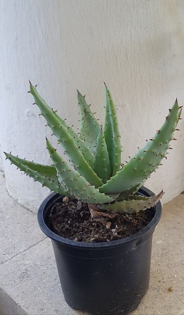 Aloe ferox - Aloe