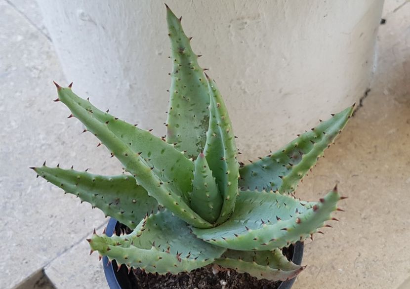 Aloe ferox - Aloe