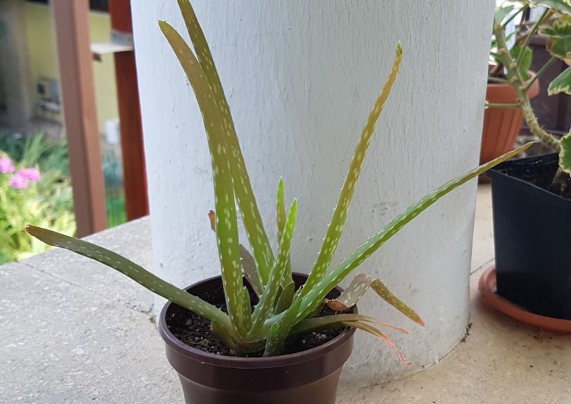 Aloe vera - Aloe