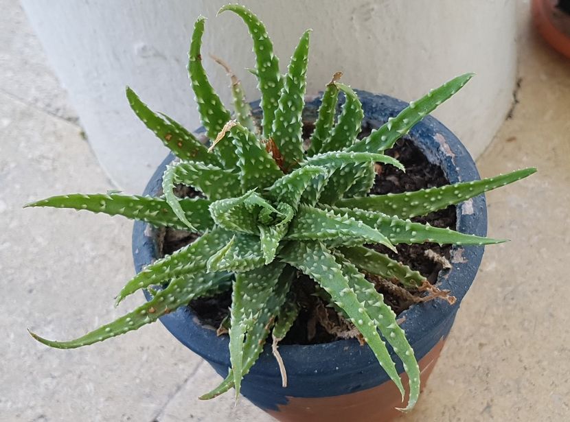 Aloe humilis - Aloe