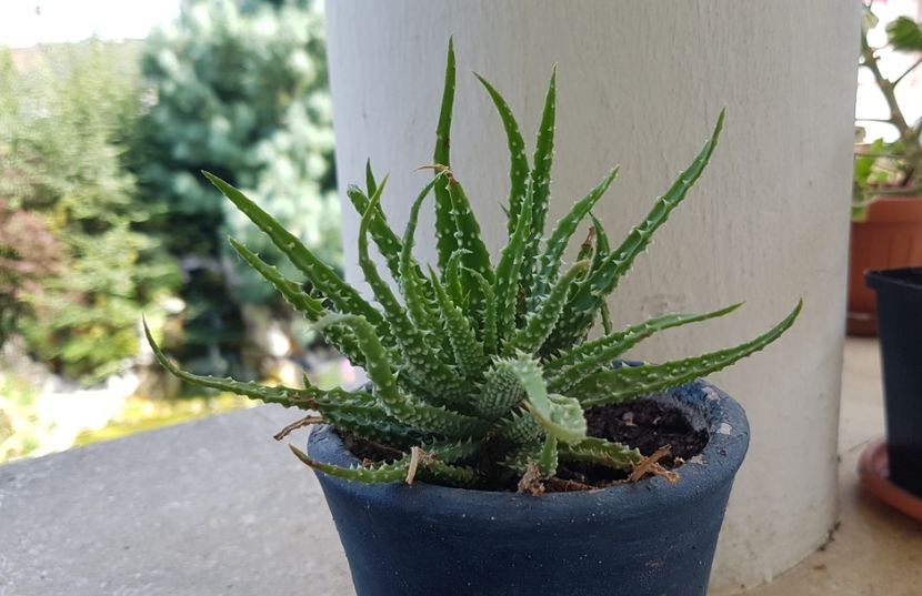 Aloe humilis - Aloe