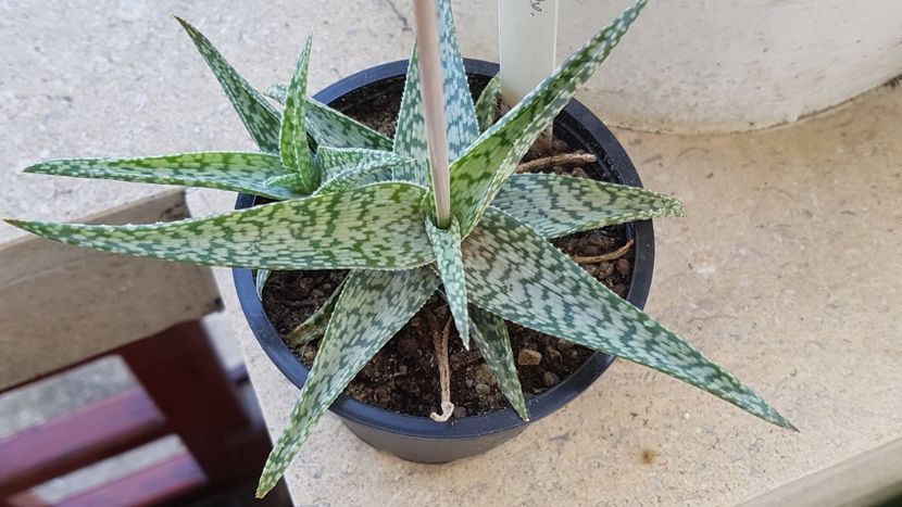 Aloe rauhii  "Snowflake" - Aloe