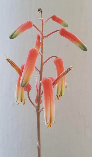 Floarea aloe rauhii - Aloe