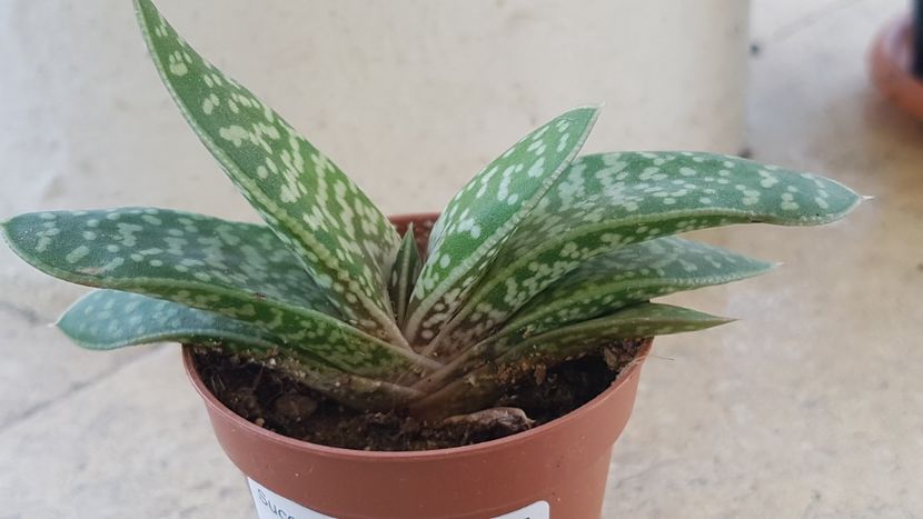 Aloe variegata - Aloe