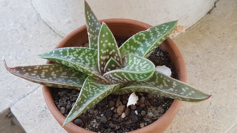 Aloe variegata-planta mama - Aloe