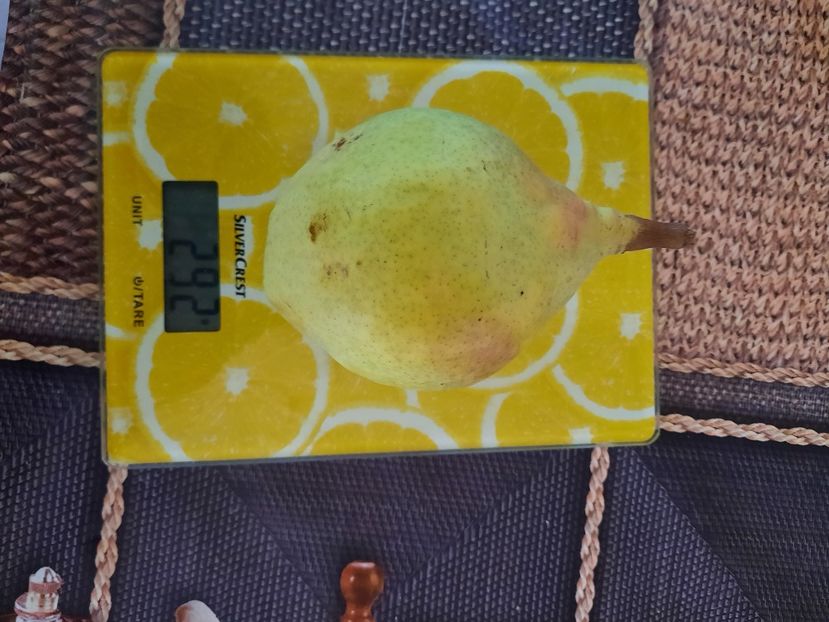 Coacere eșalonate 23 august , pe terminate - Pară de la Vasile Pletea posibil Favorita lui Clapp