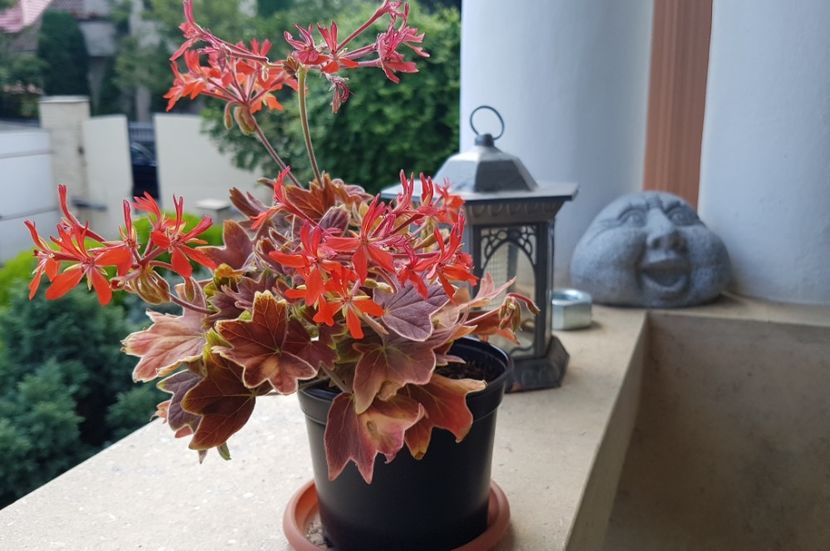 Vancouver centennial - Muscate de colectie 2020