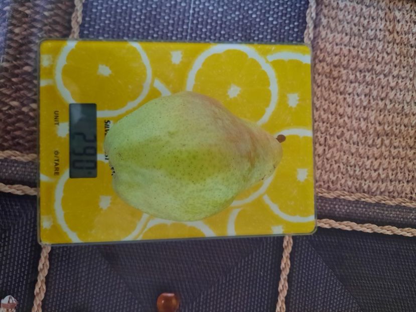  - Belle de Juen Alany