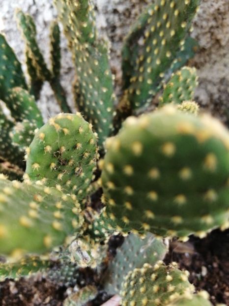  - Agave - cactuși - suculente