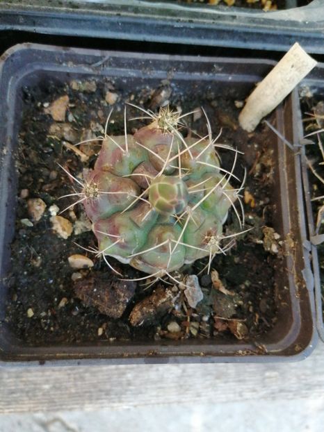  - Agave - cactuși - suculente