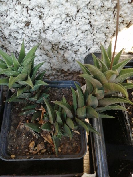  - Agave - cactuși - suculente