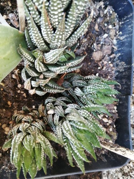  - Agave - cactuși - suculente